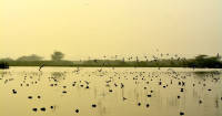 Okhla Bird Sanctuary